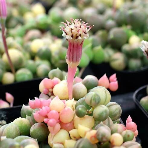 Senecio rowleyanus f. variegatus - Variegated String of Pearls | MCG™