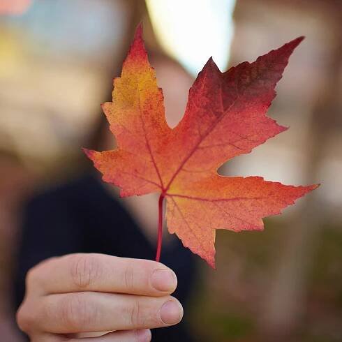 Maple Leaf Extract May Be Skin Care's Next Wrinkle-Fighting Ingredient: Study