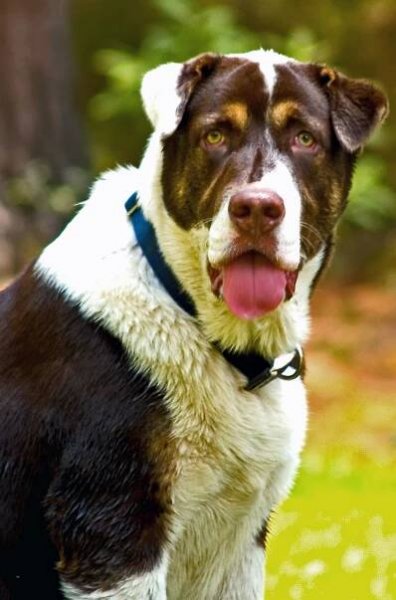 rufus