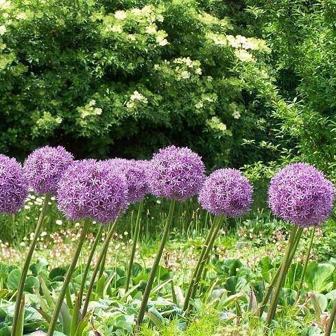 Okrasný česnek Globemaster – Allium – česneky – cibule – pěstování