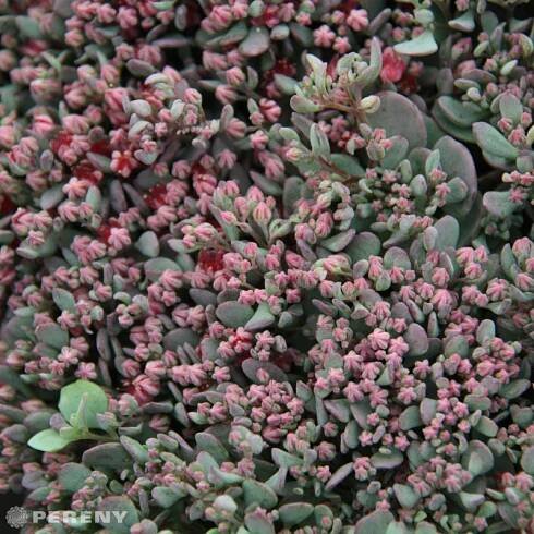 Sedum cauticola ‘Lidakense‘ - K9