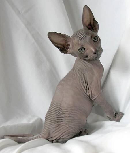 Peterbald Info, Personality, Care, Training, Kittens, Pictures