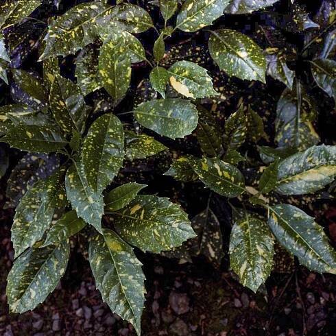 Variegata plant Aucuba japonica