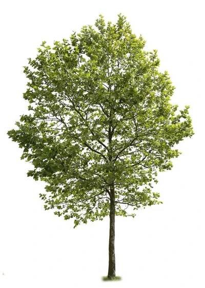 Americký strom Sycamore, druh roviny strom, izolované na bílém pozadí. — Stock obrázek