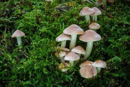 28. 9. 2022 – houby v rosické Oboře