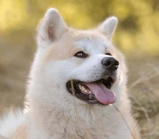 Akita Inu I