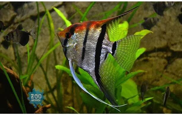 Scalara manacapure