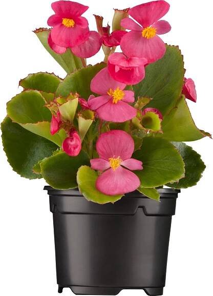 Begónie stálokvětá (Begonia semperflorens) pr. květináče 9 cm