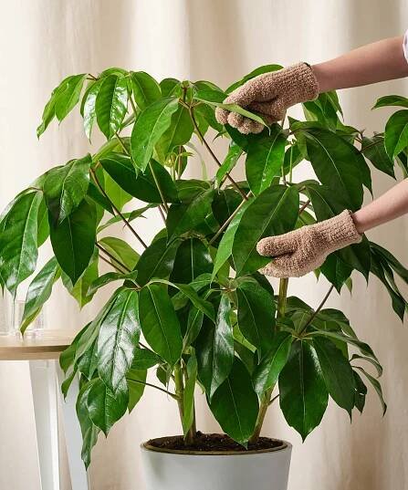 a potted plant with gloves on it and a table in front of the plant