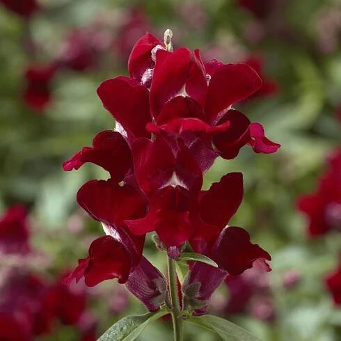 snapdragon