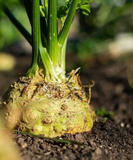 Celer, zdravé koření a ještě lepší zelenina - Florenium