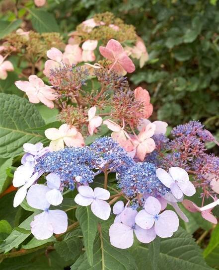 bluebird hydrangea blooms