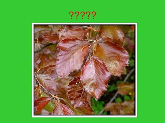 PPT - Čeleď: Bukovité (Fagaceae) PowerPoint Presentation, free download - ID:3653939