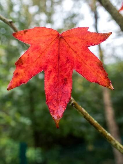 Maple Leaf
