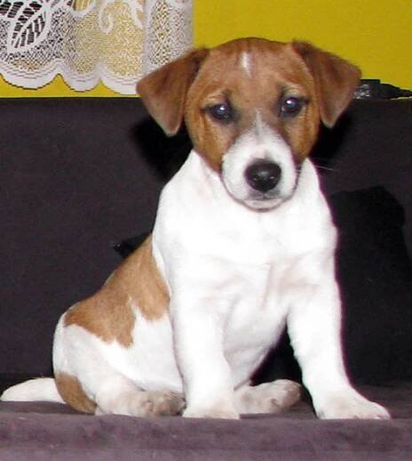 Armonia Canina