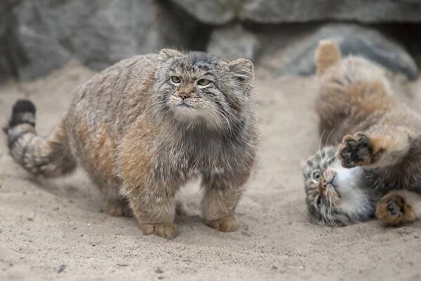manul: šelma z čeledi kočkovitých