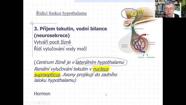 Endokrinní funkce hypothalamu, hypofýzy a štítné žláza (dr, Vajnerová)