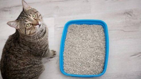 Jak odnaučíte svou kočku čůrat po bytě? | EVROPA 2