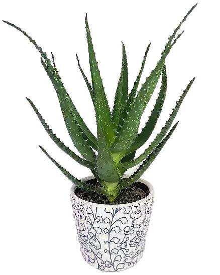 https://imgcdn.kvetinyexpres.cz/tFjRzOlxIUofCEBU9hucWL1oppc=/0x0/http://varkala/cache/675/900/image/Aloe-Arborescens.png