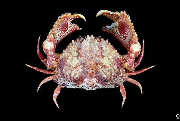 Crab Database · Krabi