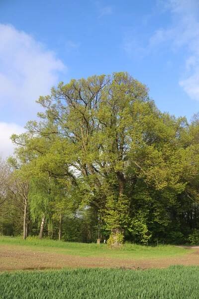 Soubor:Overview of famous tree Lípa u silnice near Želetava, Třebíč District.jpg – Wikipedie