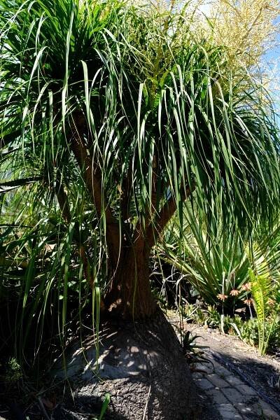 Beaucarnea recurvata