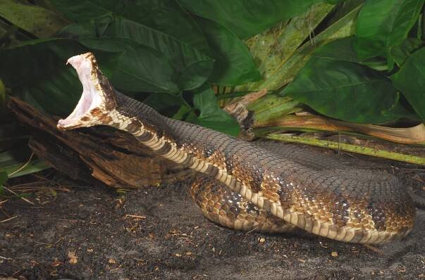 New Antivenin Pill Could Change the Way Snake Bites Are Treated Worldwide