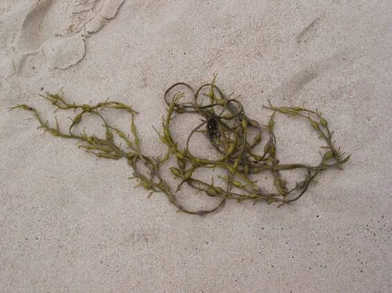Ascophyllum nodosum