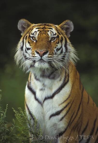 Heroes of SIBERIAN TIGER conservation — The Environmental Press Agency