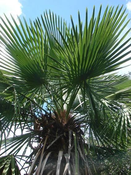 Soubor:Trithrinax brasiliensis.jpg – Wikipedie