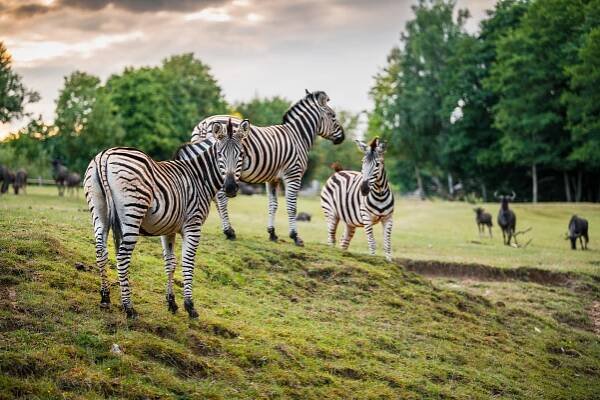 Safari Park Dvůr Králové - Adršpašské skály - Oficiální webové stránky
