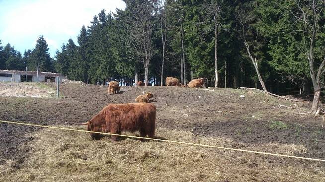 Fotografie - výhěh skotu u Královky - 20.04.2014
