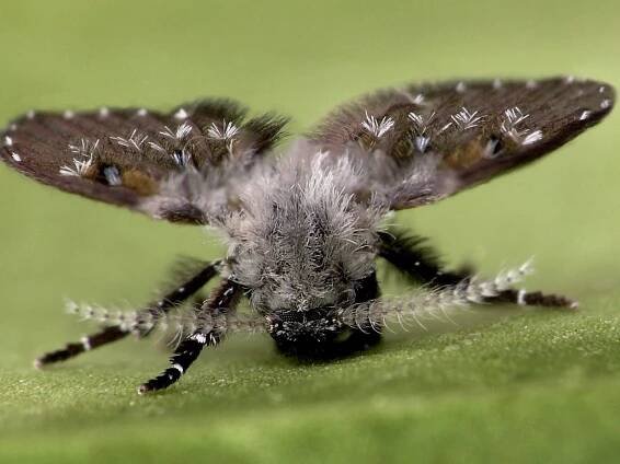 Clogmia albipunctata - koutule skvrnitá