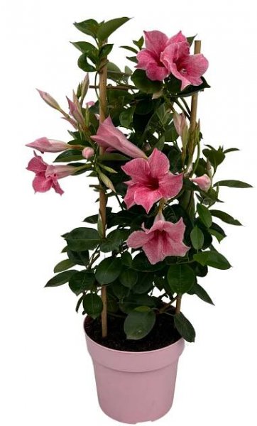 Mandevilla Dipladenia Flamingo Tower - Mandevillashop