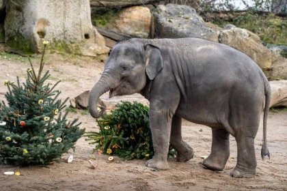Zoo Praha láká návštěvníky na vánoční a novoroční akci: Vstup za 1 korunu