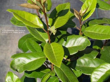 Hlošina ebbingeova Limelight (ruská oliva) | Elaeagnus (Eleagnus) ebbingei Limelight - Záhradníctvo ABIES