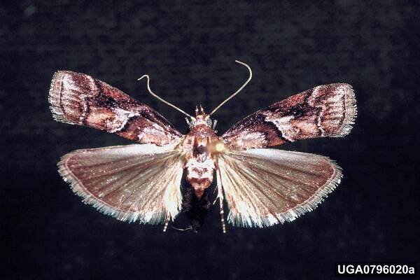 Dioryctria clarioralis