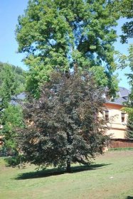Buk lesní Tricolor (Fagus sylvatica)