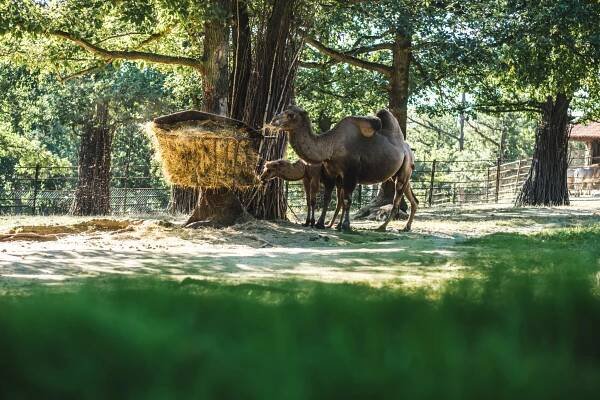 Procházka s městským architektem po ZOO Brno 30/8/2017 | KAM Brno 