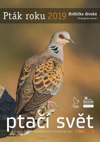 Pták roku 2019: hrdlička divoká • Česká společnost ornitologická