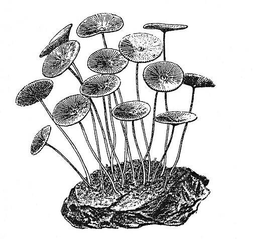 Acetabularia Lamouroux 1812