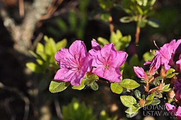 Rhododendron obtusum japonicum | Pavel Sekerka | Autoři | iBotky.cz