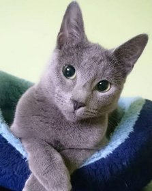 O CHOVNÉ KOČIČCE QUEEN – Sirimal Cat,CZ – Ruská modrá kočka