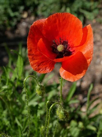 Samoseyka mák (Papaver rhoeas)
