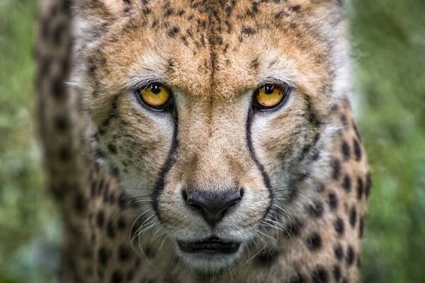 Po olomoucké zoo znovu pobíhají gepardi