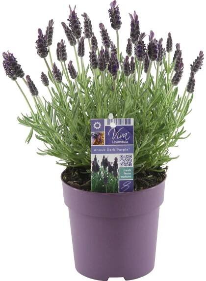 GROW by OBI Levandule smilovitá (L. stoechas)"Anouk Dark Purple" cca pr. 12 cm