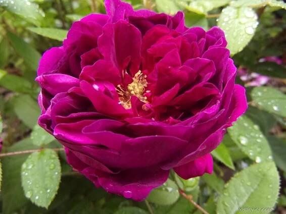 Růže stolistá Deuil de Paul Fontaine (Rosa x centifolia), květy, květenství