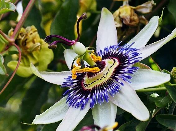Pasiflora para pérgolas