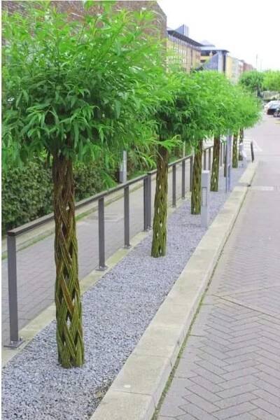 Salix AMER