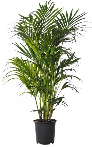 Kentia - Howea forsteriana